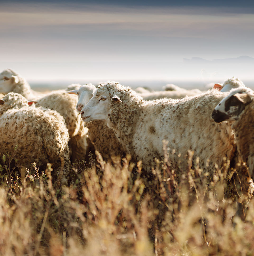 Zhejiang YILEI Woollen Spinning & Weaving Co., Ltd.